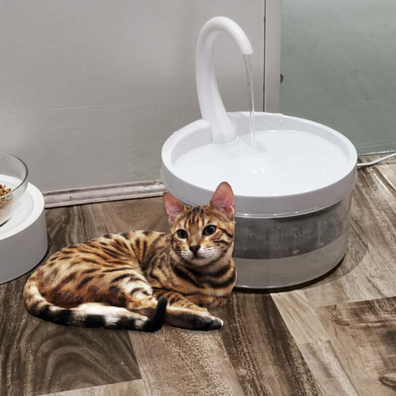 Fontaine à eau pour chats avec un chat Bengal, offrant hydratation et confort pour les animaux de compagnie.