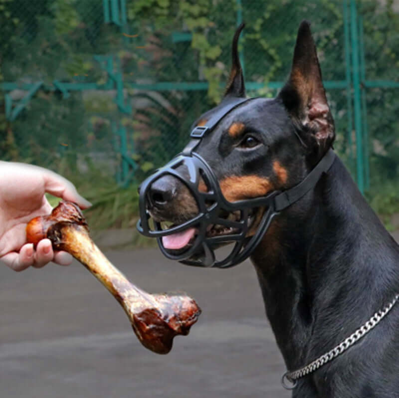 Muselière pour chien avec un Doberman recevant un os, idéale pour sécurité et confort.