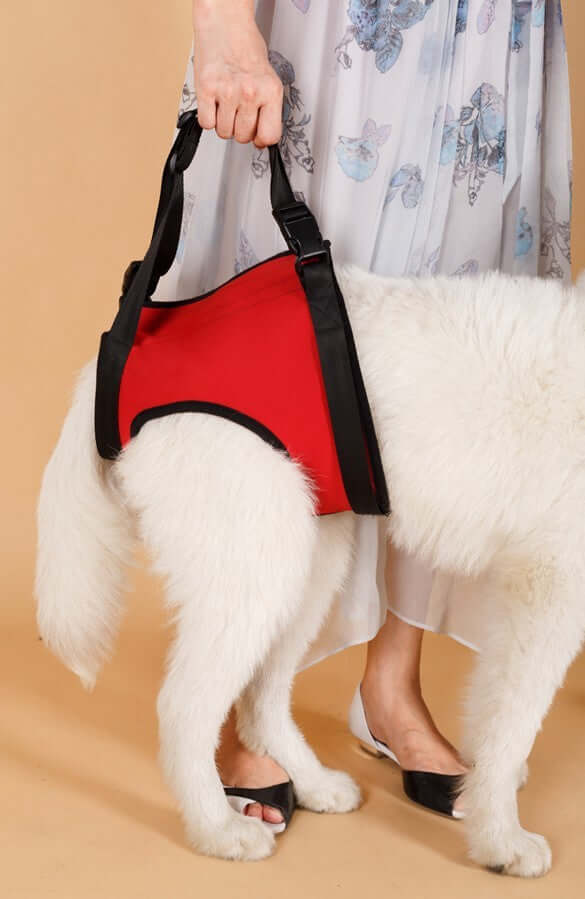 Ceinture d'assistance rouge pour chien, idéale pour aider les chiens âgés avec des problèmes de mobilité.