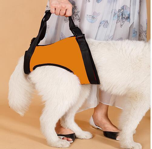 Ceinture d'assistance pour chien orange aidant un chien âgé, un accessoire de soutien et confort.