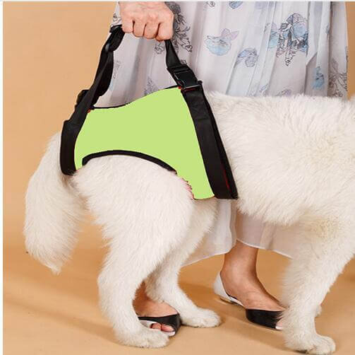 Ceinture d'assistance pour chien en vert, aide à la mobilité pour chiens âgés, avec une personne en vêtement léger.