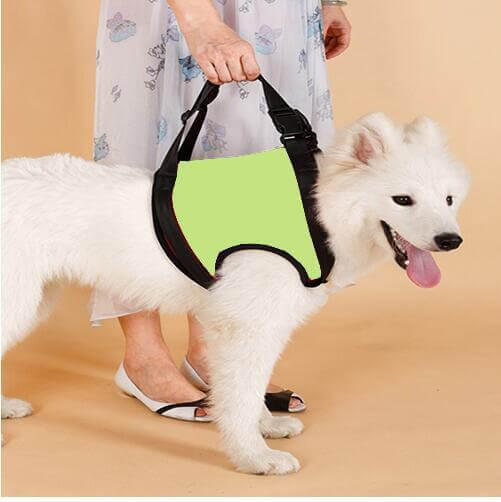 Ceinture d'assistance pour chien aidant un chien âgé, conçue pour le confort et la mobilité.