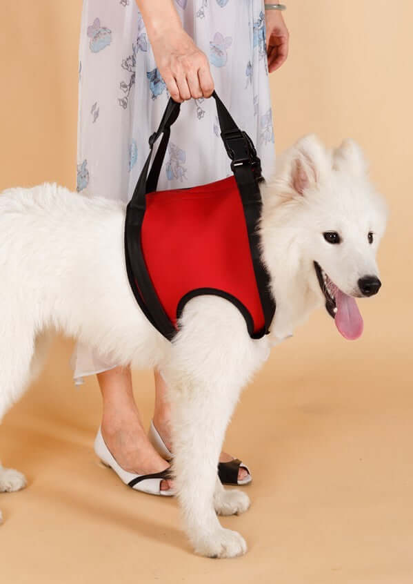 Ceinture d'assistance pour chien rouge, idéale pour aider les chiens âgés avec mobilité réduite.