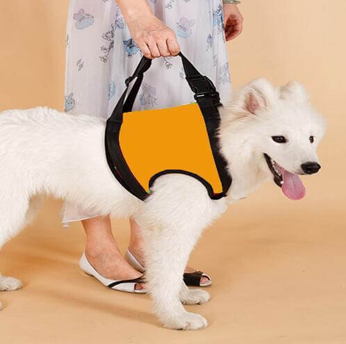 Ceinture d'assistance pour chien âgé, conférant confort et soutien avec une couleur orange éclatante.