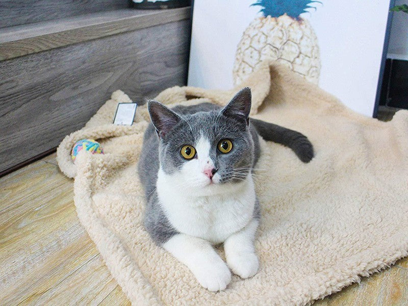 Couverture Douillette pour Animaux - Matelas Chien et Chat
