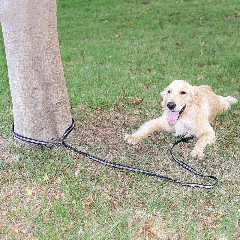 Golden Retriever dog resting on grass with a multifunctional black dog leash secured to a tree.
