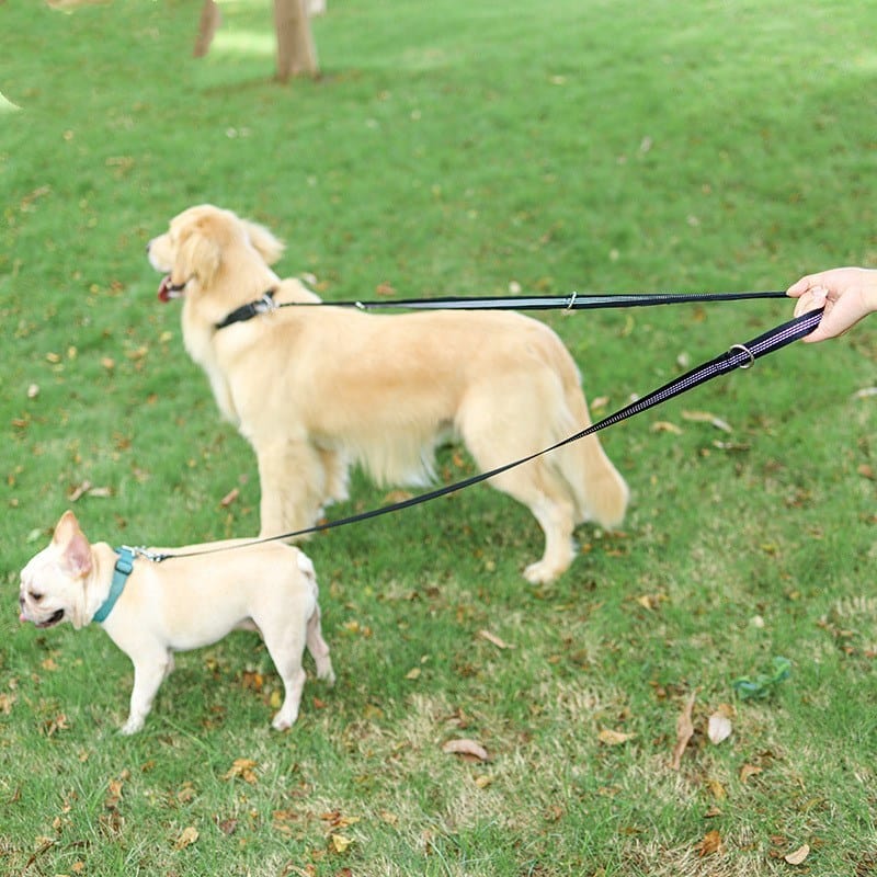 Laisse pour chien étroite, promène deux chiens dans un parc, offrant confort et sécurité pendant la marche.