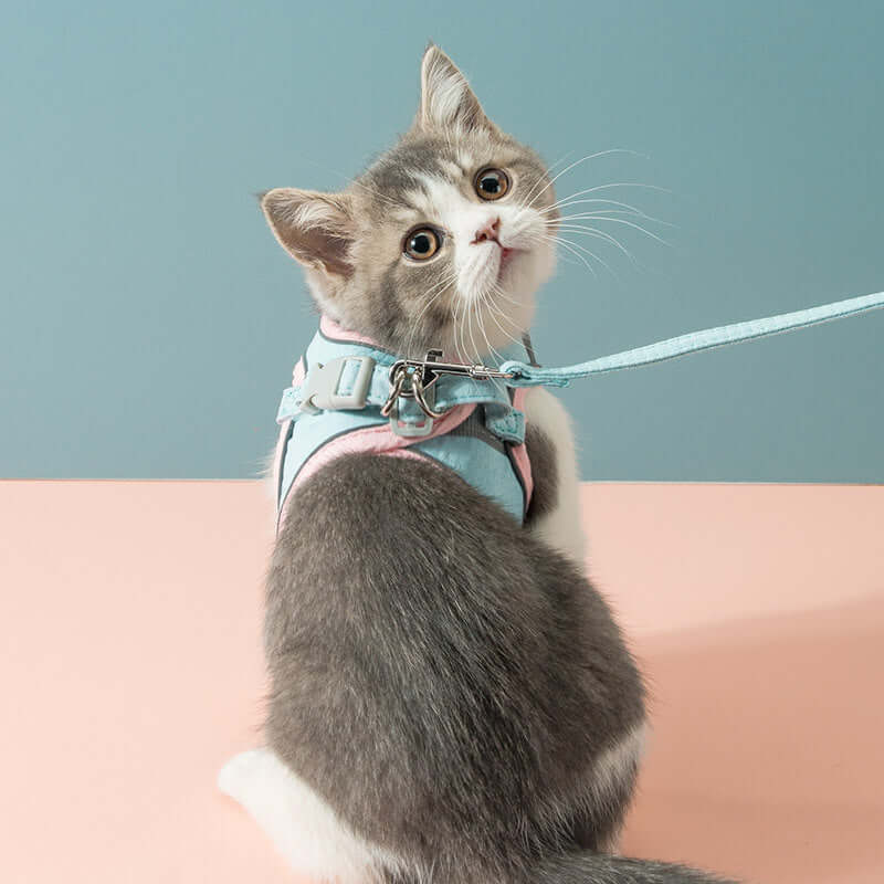 Chat avec harnais de traction confortable et sécurisé, prêt pour une promenade en extérieur.