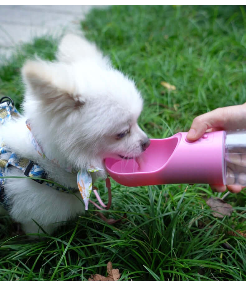Chien buvant de l'eau d'une bouteille portable rose, pratique pour les promenades en plein air.