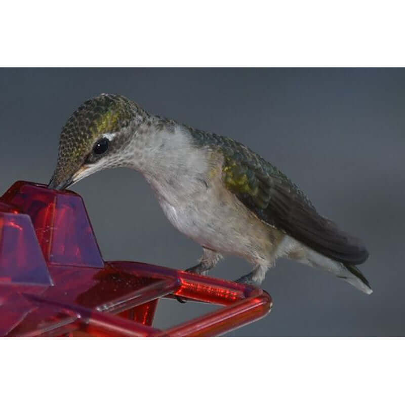 Colibri se nourrissant d'un Voleur de Colibris Hexagonal Rouge dans un jardin.