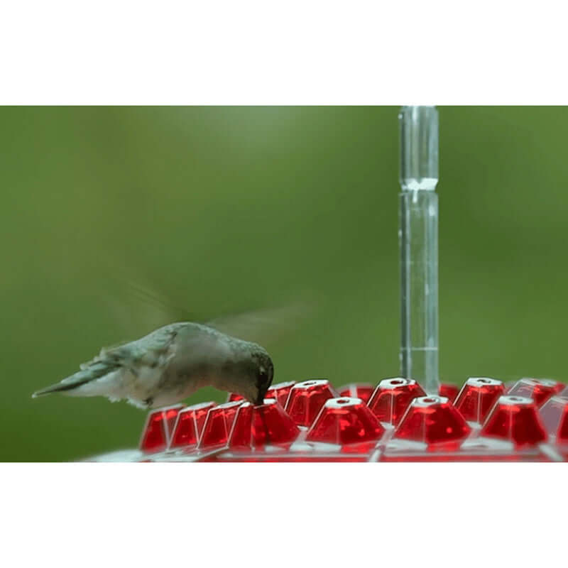 Colibri en train de se nourrir sur un Voleur de Colibris hexagonal rouge dans un jardin.