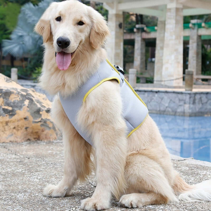 Golden Retriever wearing a cooling vest by a poolside, showcasing stylish summer pet clothing.