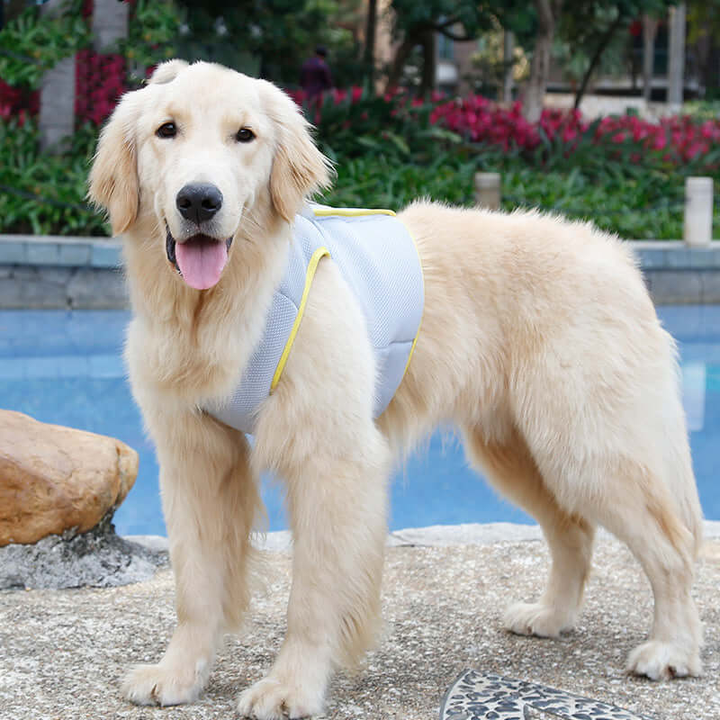 Golden retriever wearing a stylish cooling vest by a pool on a hot summer day.