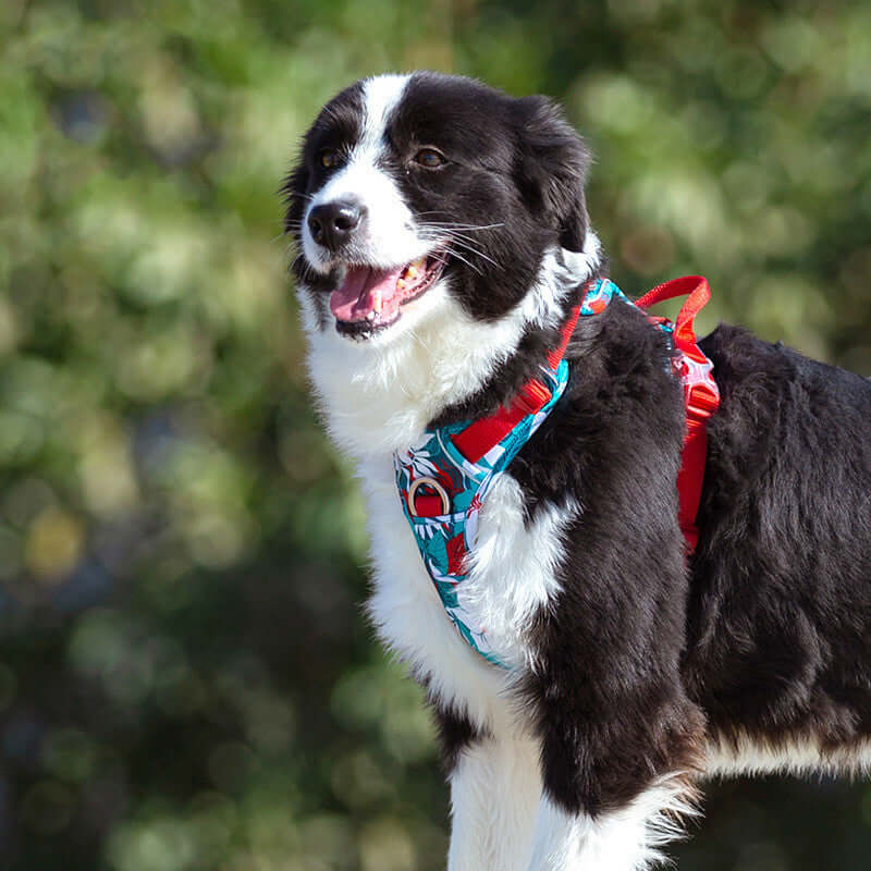 Chien portant un harnais ajustable en style gilet lors d'une promenade en plein air.