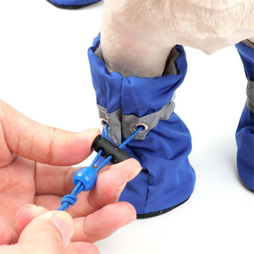 Chiens portant des chaussures bleues avec ajustement, offrant confort et sécurité pour les pattes.