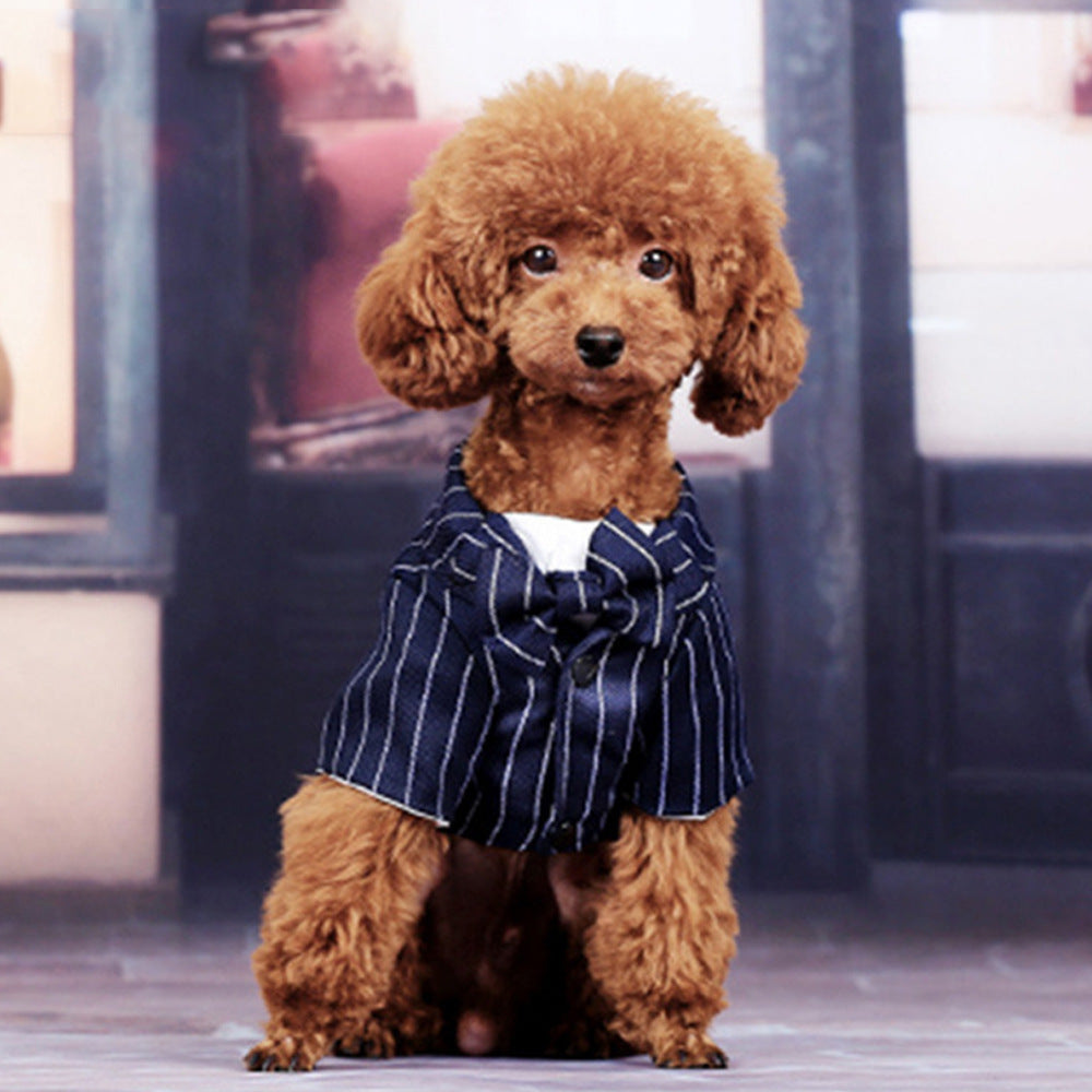 Chien en costume d'été avec rayures pour une promenade élégante, confortable et stylée.