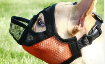 Collier anti-morsure en nylon pour chien, assurant sécurité et confort, avec design respirant et ajustement optimal.