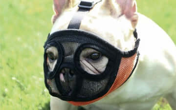 Chien portant un masque anti-eau, conçu pour le bien-être animal, sur un gazon vert.