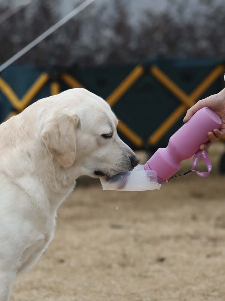 Gourde de voyage pour chiens en action, un chien buvant de l'eau à partir d'une gourde rose pratique en plein air.
