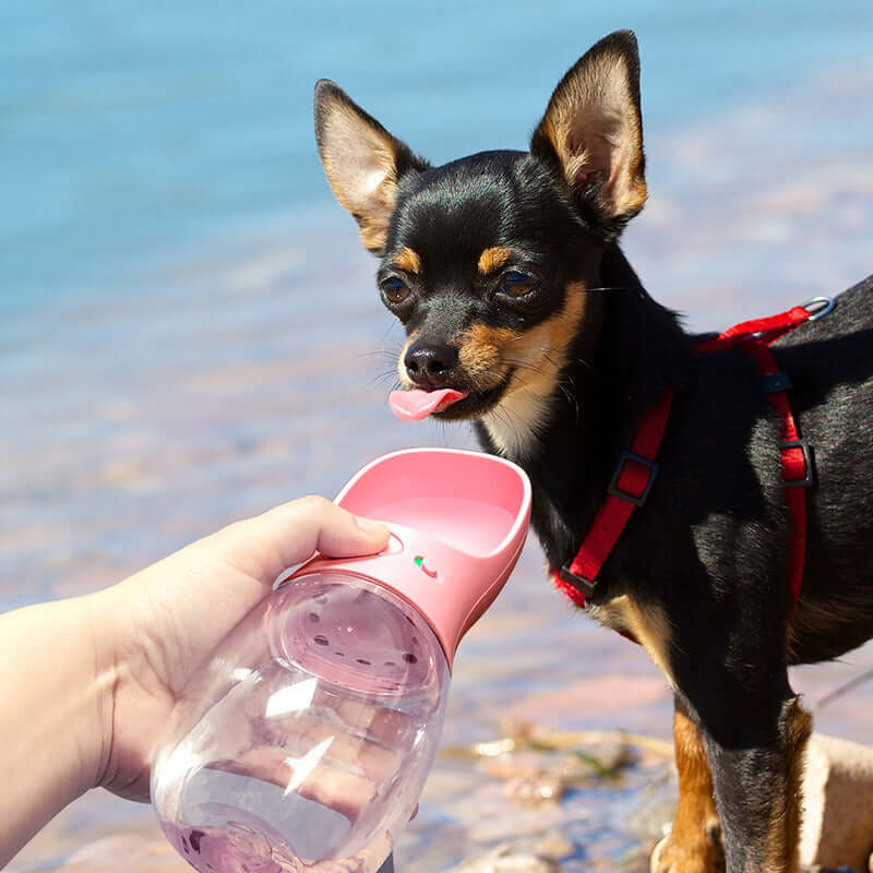 Chihuahua utilisant une fontaine à boire portable sur la plage pour une hydratation facile et pratique.