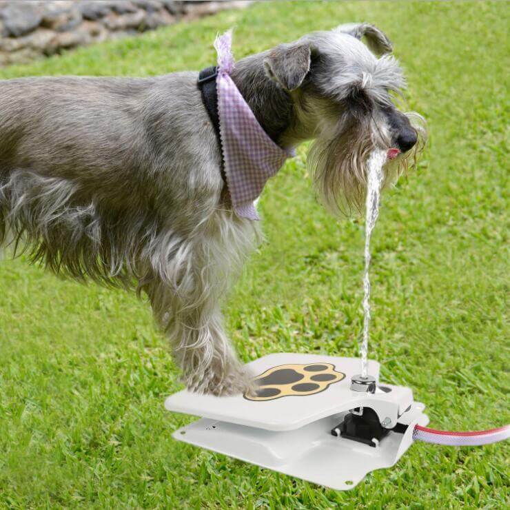 Chien utilisant un distributeur d'eau automatique sur une pelouse verte, s'hydratant avec une fontaine à boire.
