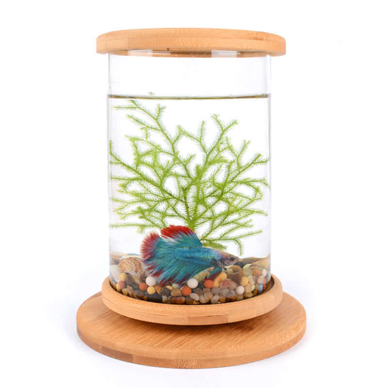 Mini aquarium en verre avec base en bambou, décoratif pour bureau, poisson coloré, plantes aquatiques, ambiance apaisante.
