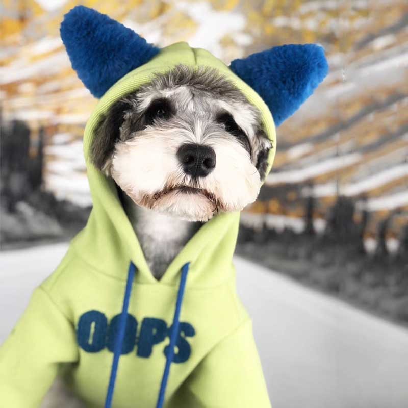 Chien mignon portant un pull en velours vert avec oreilles bleues, idéal pour garder les animaux au chaud.