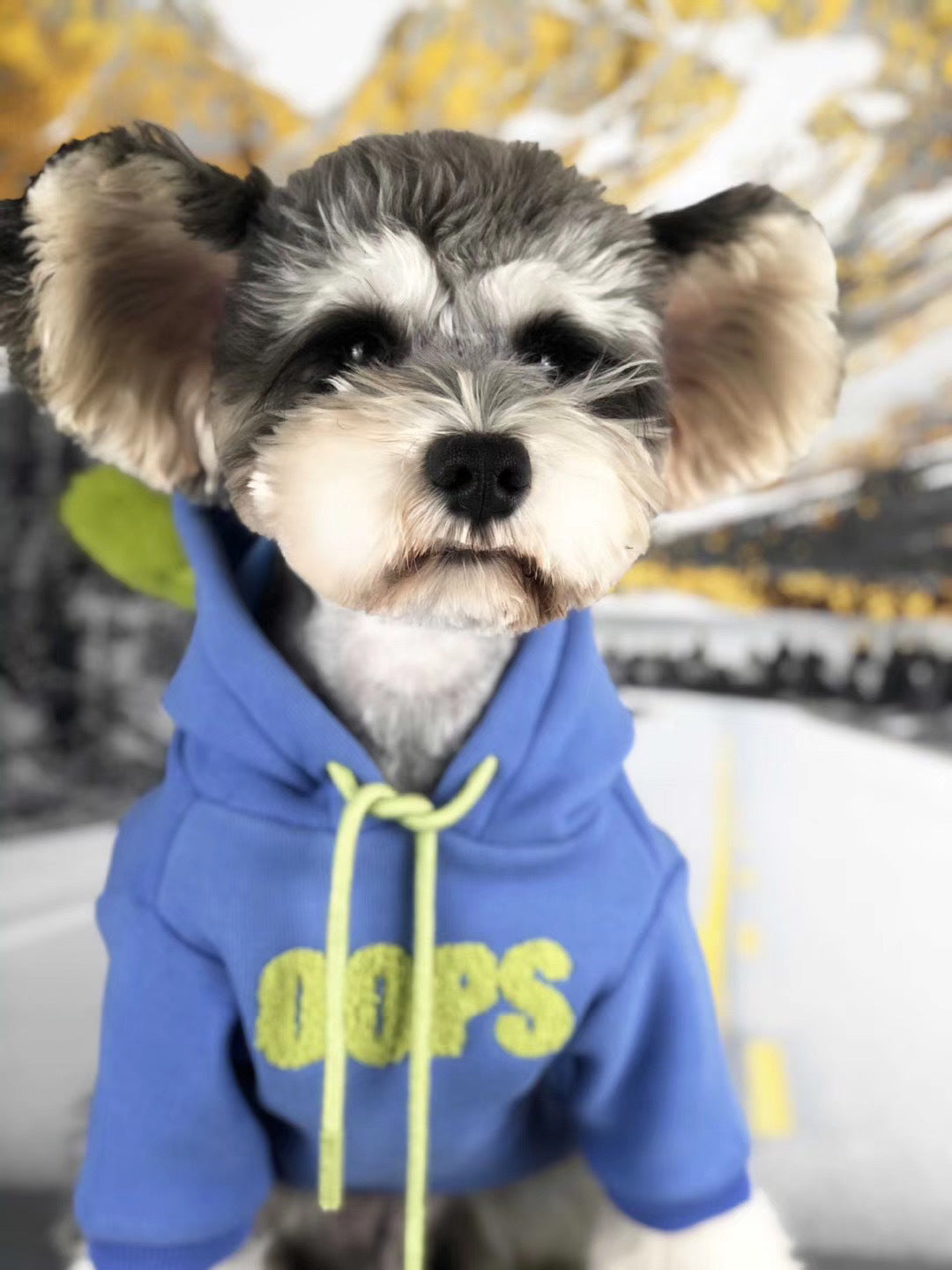 Charming dog wearing a blue hoodie with the text 'OOOPS' for ultimate pet comfort and style.