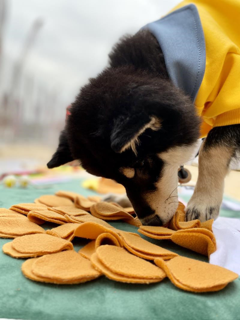 Tapis d'Entraînement pour Chiens - Jouet Anti-Ennui