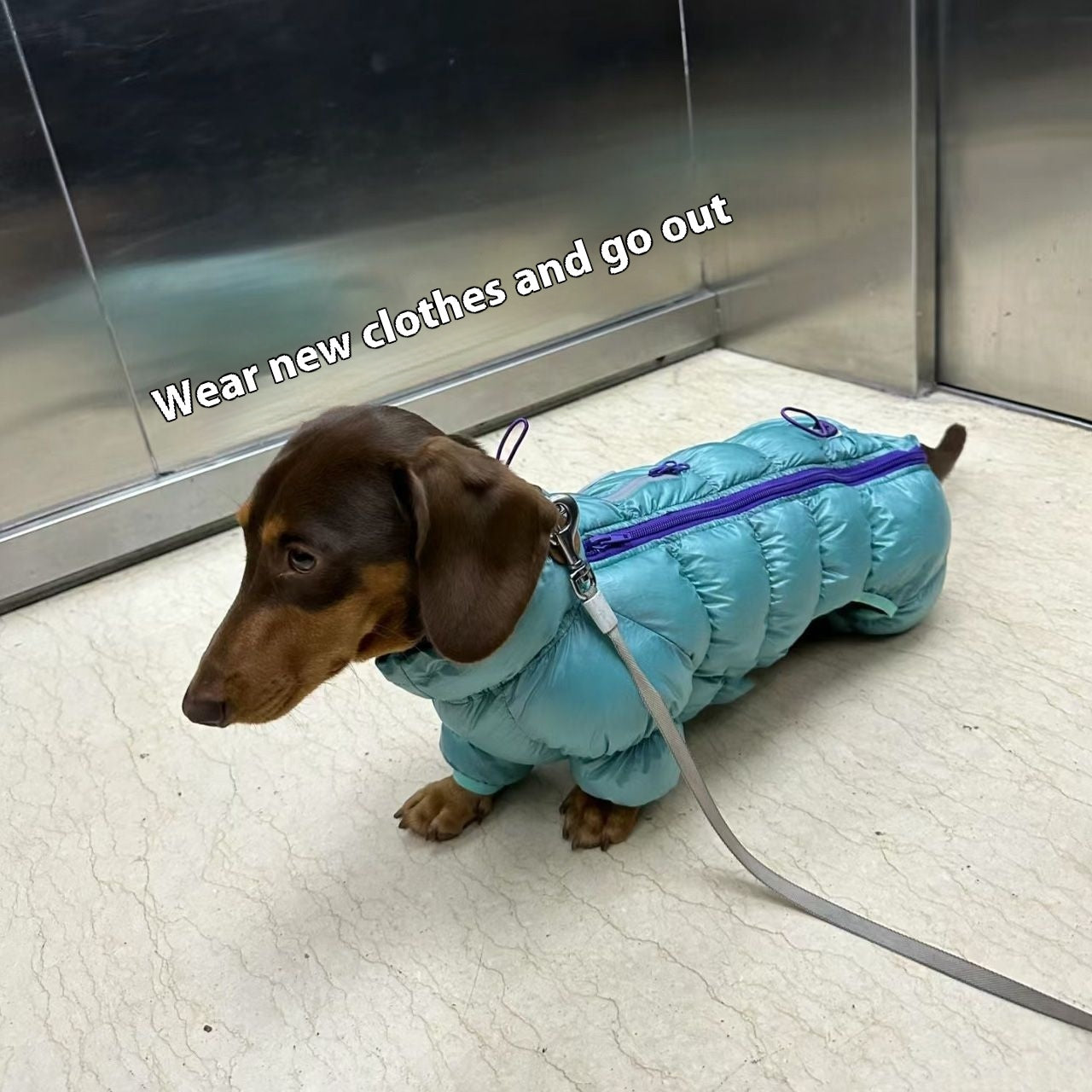 Chien habillé en manteau thermique turquoise, prêt à sortir avec un collier et laisse.