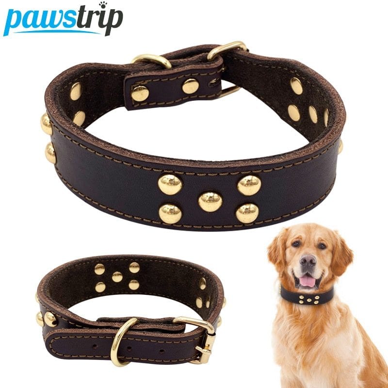 Collier pour chien en cuir avec clous dorés, confortable et durable, modèle adapté pour un golden retriever.
