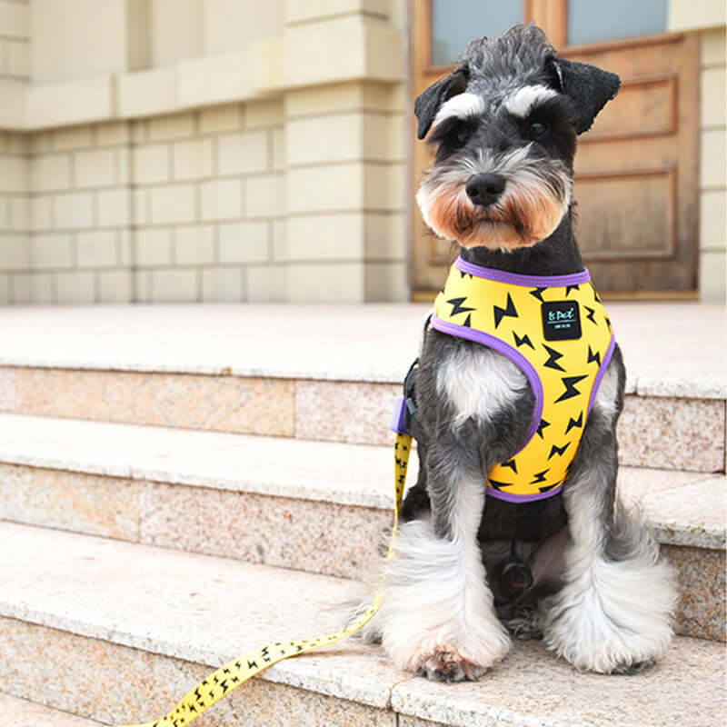 Chien portant un harnais jaune à motifs éclairs, assis sur des marches en pierre.