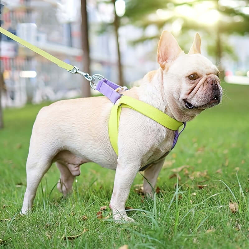 Harnais coloré anti-évasion pour chien, avec laisse, en pleine promenade dans un parc.