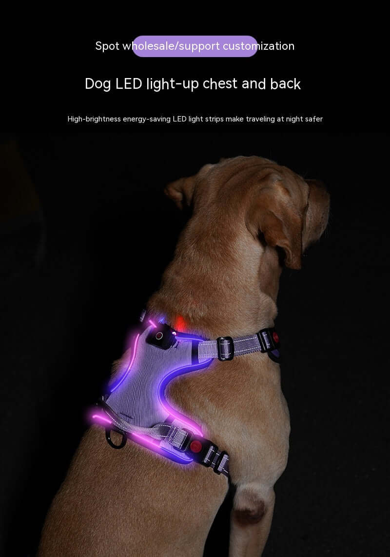 Harnais LED Luminieux pour chien, offrant sécurité et visibilité nocturne avec éclairage brillant.