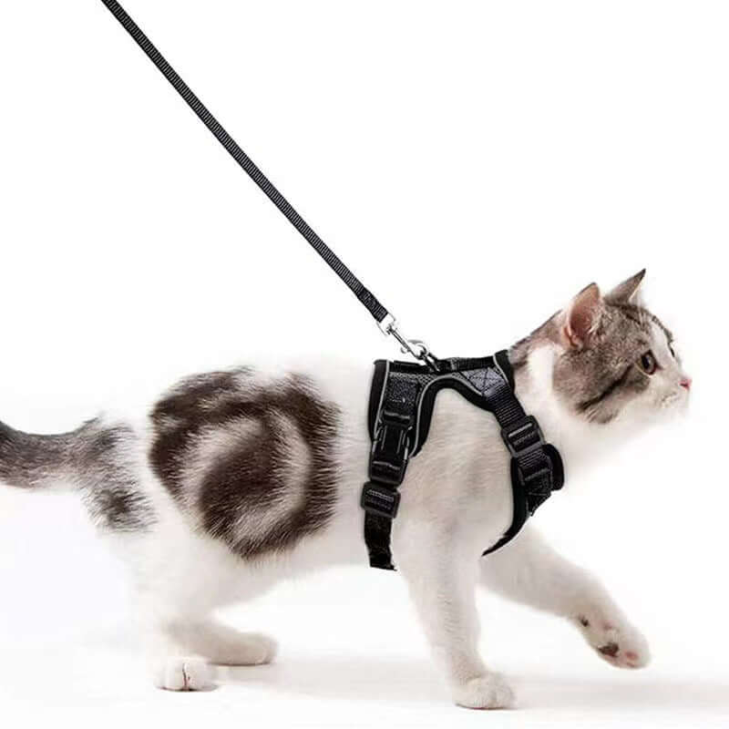 Chat en harnais noir avec laisse, se promenant en toute sécurité, idéal pour les sorties et le jogging.
