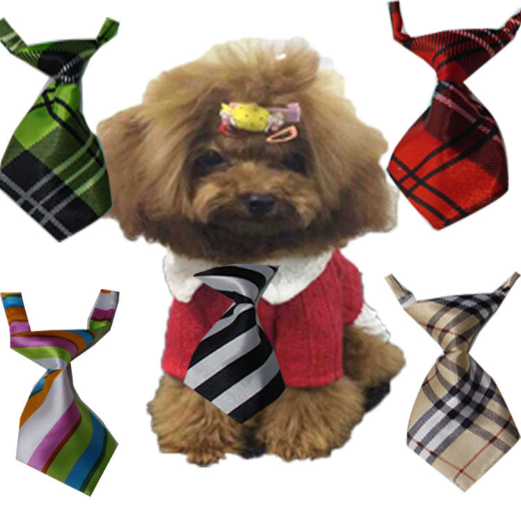 Chiens avec nœuds en tissu colorés, ajoutant une touche de style et de charme aux accessoires pour animaux.