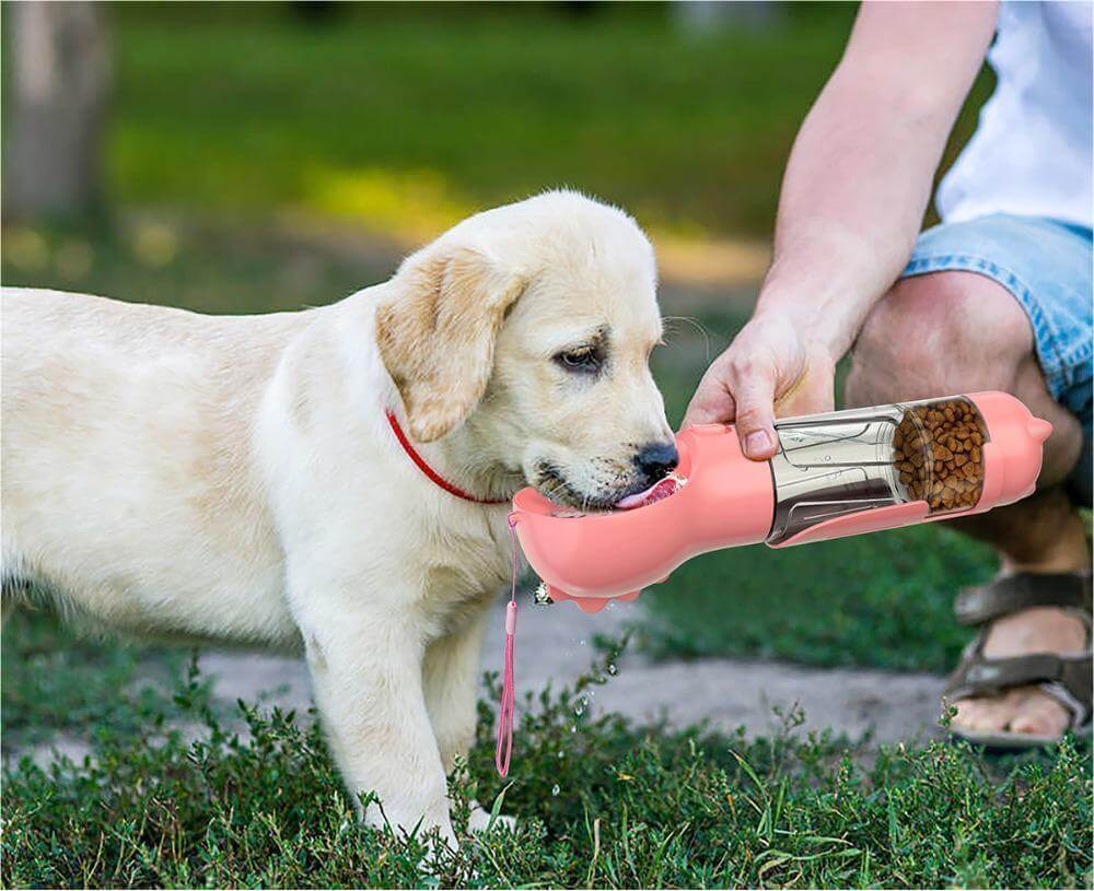 Chien buvant de l'eau à partir d'une bouteille portable 3 en 1, idéale pour les promenades en plein air.