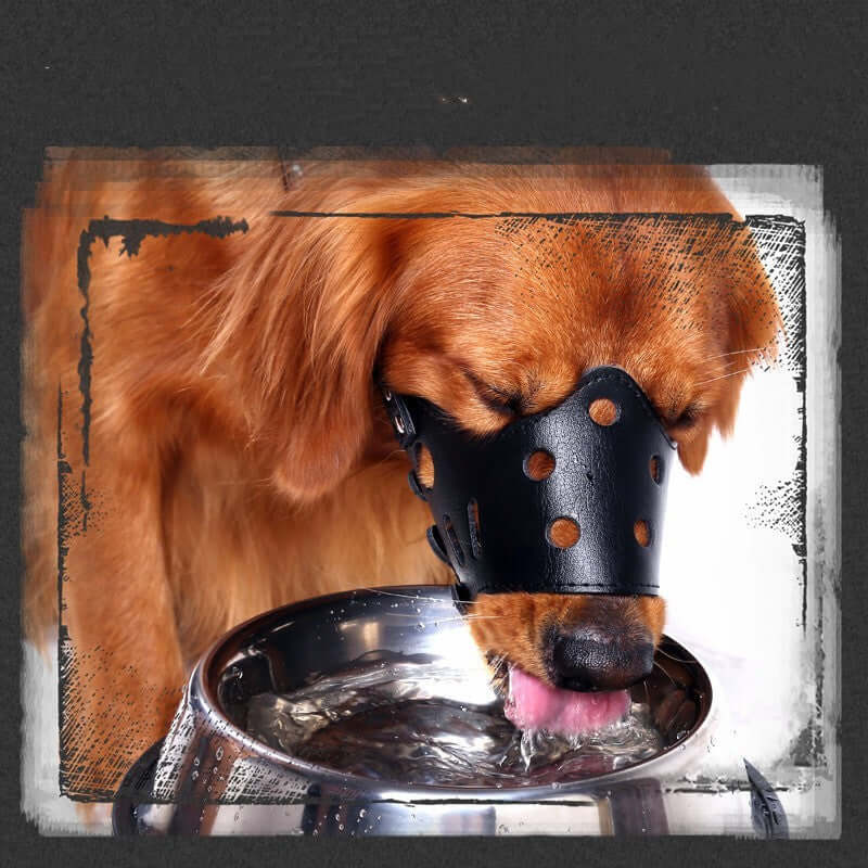 Muselière ajustable en cuir noire pour petit chien, idéal pour boire en toute sécurité.