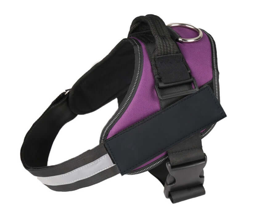 Harnais pour chien en nylon violet, conçu pour le confort et la sécurité lors des promenades et randonnées.