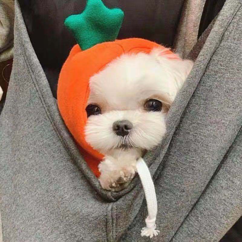 Petit chien blanc portant une capuche de citrouille, blotti dans un sweat à capuche gris.
