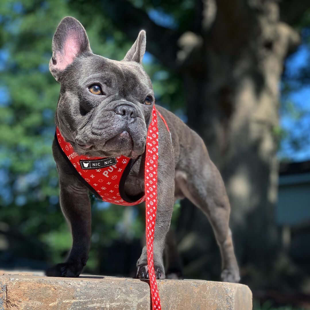 Chien français bulldog portant un harnais et une laisse rouge à motifs, posé sur un muret ensoleillé.