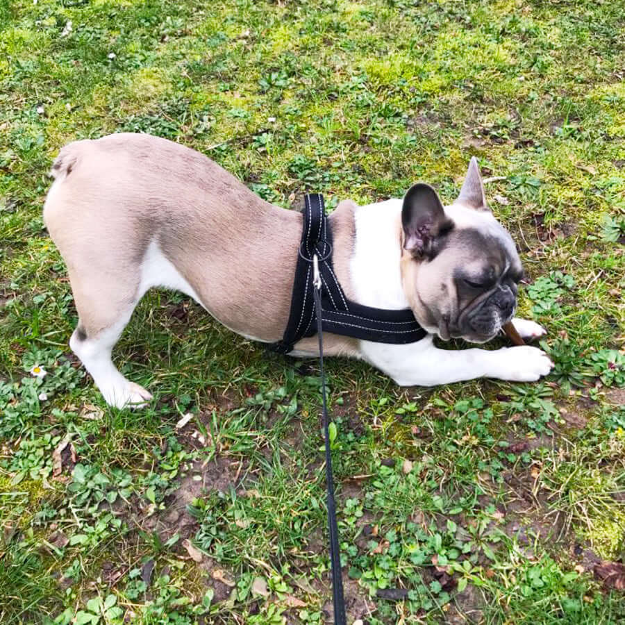 Chien en gilet ajustable et harnais, jouant dans l'herbe, prêt pour une promenade.