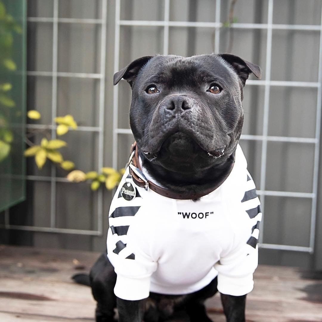 Chien portant un pull blanc avec des rayures noires, affichant le mot 'WOOF', posé dans un jardin.