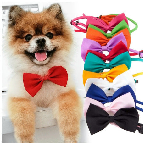 Un chien poméranien portant un nœud papillon rouge, avec une sélection de nœuds multicolores en arrière-plan.