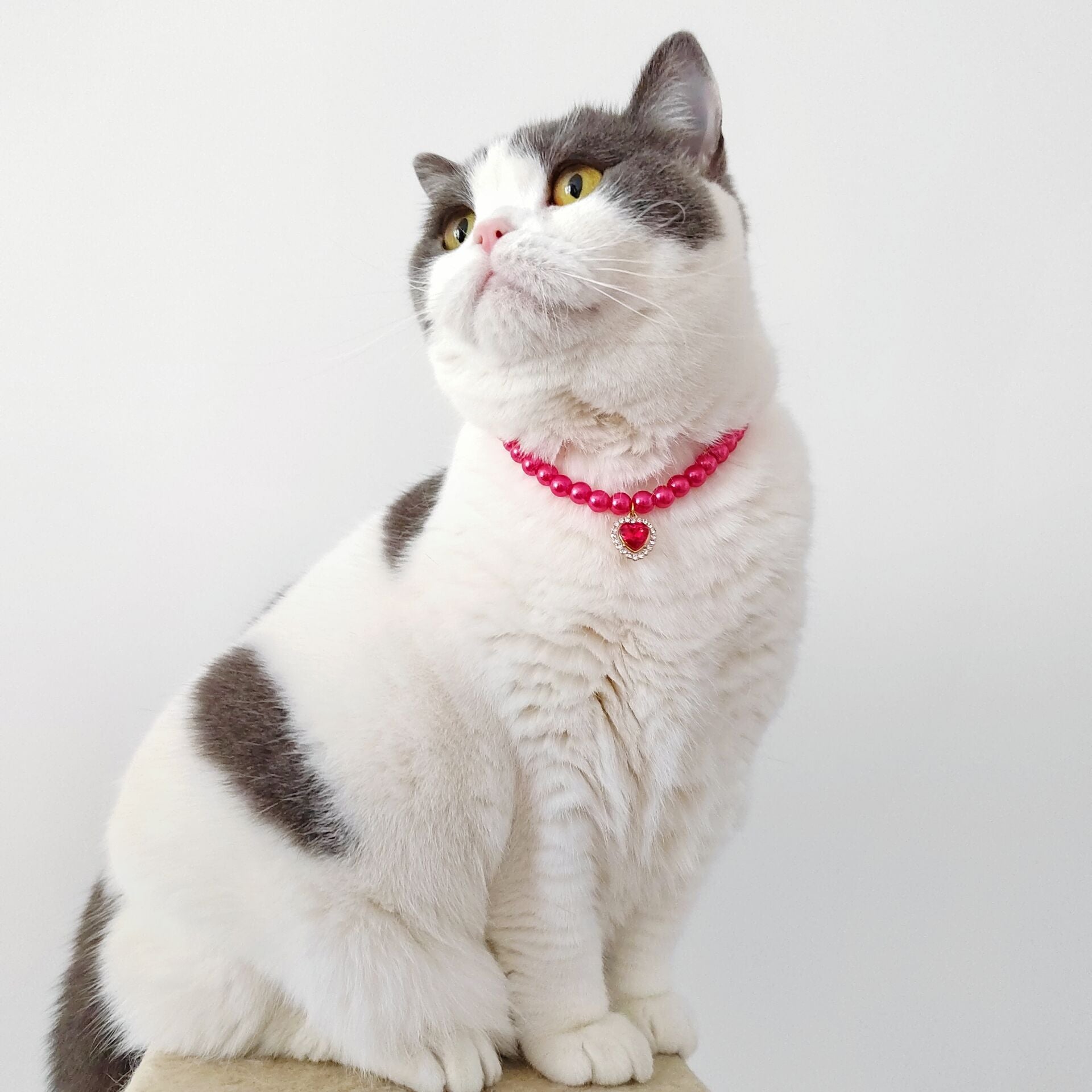 Chat avec collier rose orné d'un pendentif en perles, affichant un look élégant et stylé.