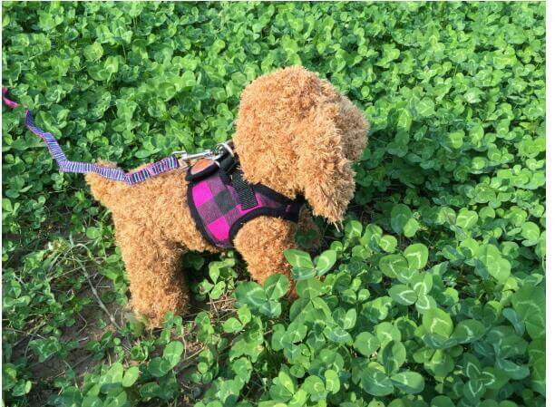 Chien en gilet de randonnée en tissu durable, explorant un champ de trèfles avec une laisse attachée.