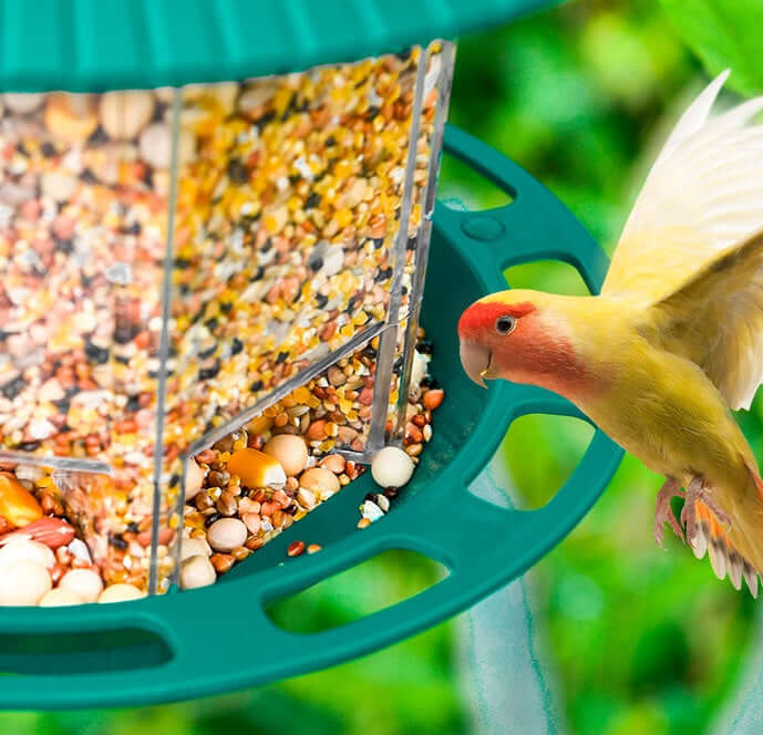 Oiseau coloré se nourrissant d'une mangeoire transparente suspendue dans un jardin verdoyant.