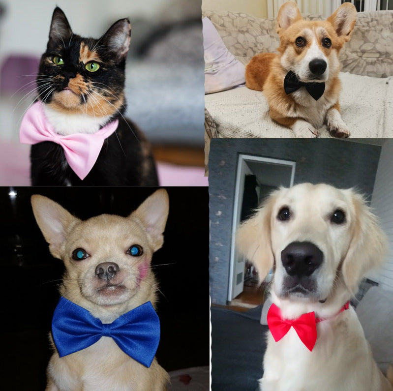 Chiens et chats portant des nœuds papillon colorés, ajoutant du style et de l'élégance à leurs looks.