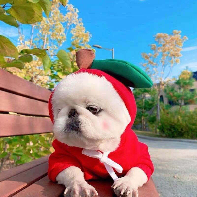 Chien en capuche rouge avec une feuille, assis sur un banc, contre un fond de nature ensoleillée.