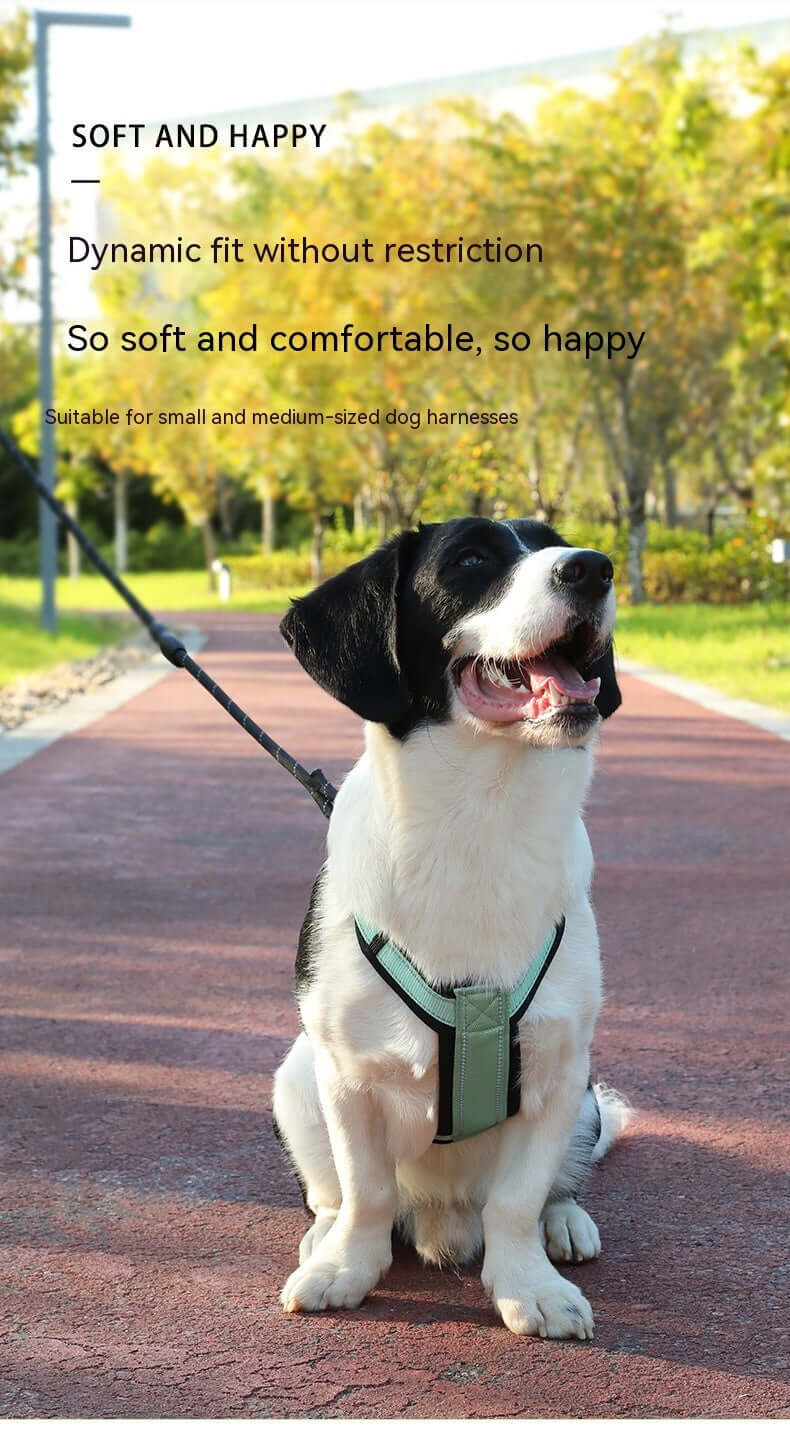 Gilet réfléchissant pour chien, confortable et adapté aux petits et moyens harnais, sur une promenade en plein air.